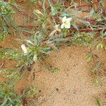 Eulobus californicus Flower