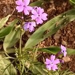 Verbena aristigera Агульны выгляд