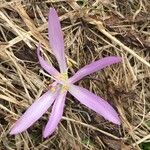 Colchicum bulbocodium Muu