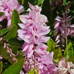 Indigofera decora Flor