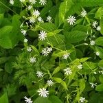 Stellaria nemorum Flower