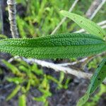 Boehmeria penduliflora Foglia