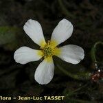 Ranunculus penicillatus Floare