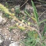 Reseda stricta Leaf
