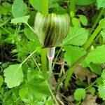 Arisaema triphyllumFlower