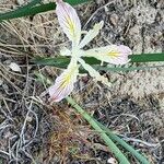 Iris chrysophylla Flower