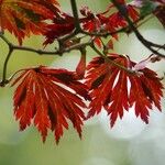 Acer japonicumপাতা