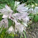 Hydrophyllum virginianum Flower