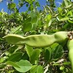 Canavalia rosea Fruit