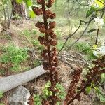 Pterospora andromedea Fruit