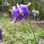 Aquilegia vulgarisЦвят