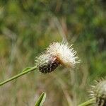 Klasea flavescens Flower