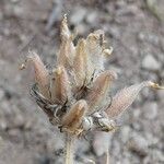 Astragalus stella ഫലം