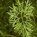 Seseli peucedanoides Hoja