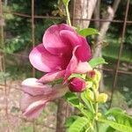 Allamanda blanchetiiÇiçek