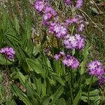 Primula auriculata Hábito