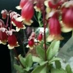 Kalanchoe miniata Цвят