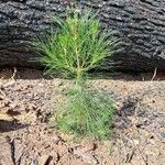 Pinus attenuata पत्ता