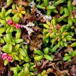 Kalmia procumbens 叶