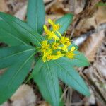 Senecio ovatusफूल