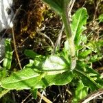 Biscutella lima Leaf
