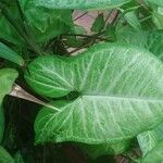 Syngonium podophyllumLevél