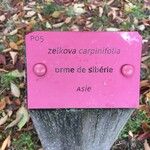 Zelkova carpinifolia Other