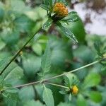 Bidens vulgata Blomst