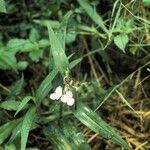 Tradescantia subaspera ᱛᱟᱦᱮᱸ