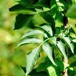 Fallopia dumetorum Hoja