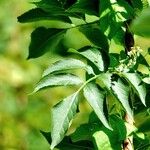 Fallopia dumetorum Folha