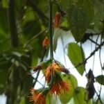Gurania makoyana Flor