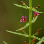 Ammannia auriculata Λουλούδι