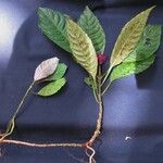 Psychotria guapilensis Other
