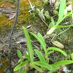 Polystachya obanensis Folha