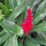 Aechmea serrata Virág