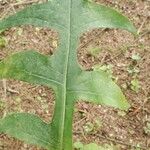 Lactuca floridana Hoja