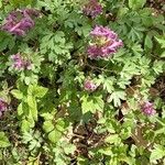 Corydalis intermedia Leaf