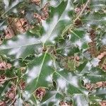 Ilex aquifolium Blad