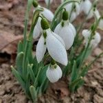 Galanthus plicatus花