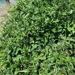 Vigna luteola Vivejo