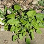 Lapsana communis 葉
