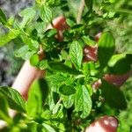 Lippia micromera Feuille