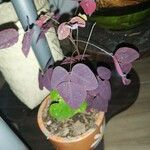 Oxalis hedysaroides Leaf