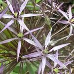 Allium cristophii Bloem