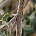 Heliotropium calcareum Bark