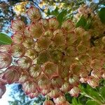 Enkianthus campanulatus Flor