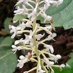 Cranichis castellanosii Λουλούδι