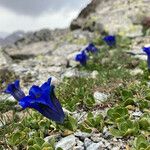 Gentiana alpina Habitat