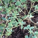 Baptisia australis Blad